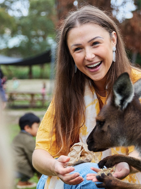 Woman feeding a kangaroo at Ballarat Wildlife Park, Melbourne.