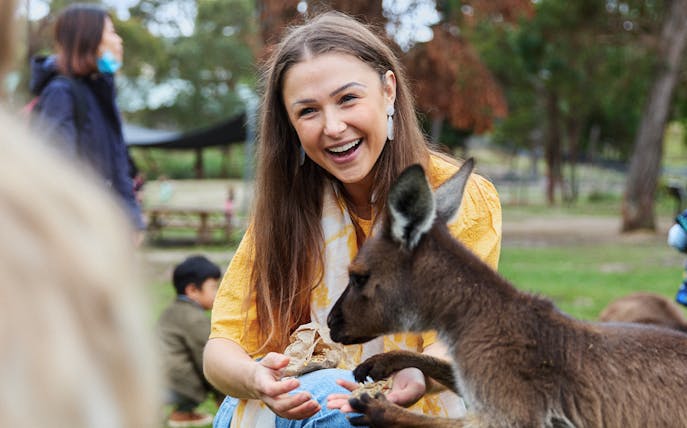 Woman feeding a kangaroo at Ballarat Wildlife Park, Melbourne.