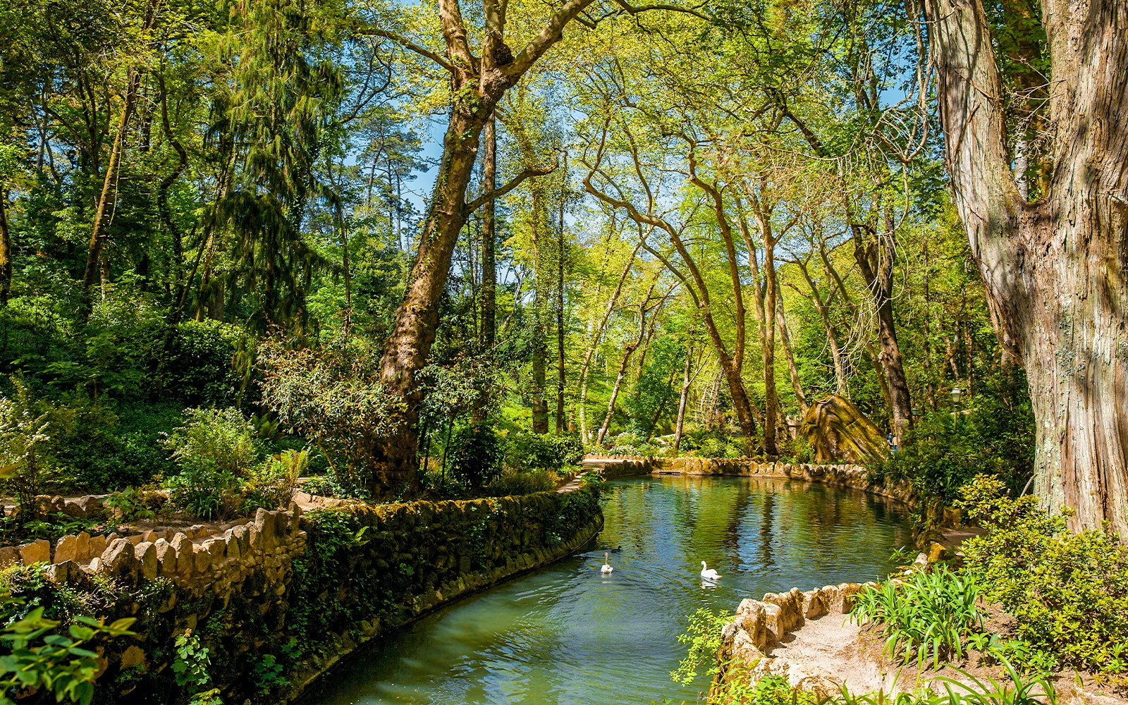 Pena Palace Park lake with swans and lush greenery in Sintra, Portugal.
