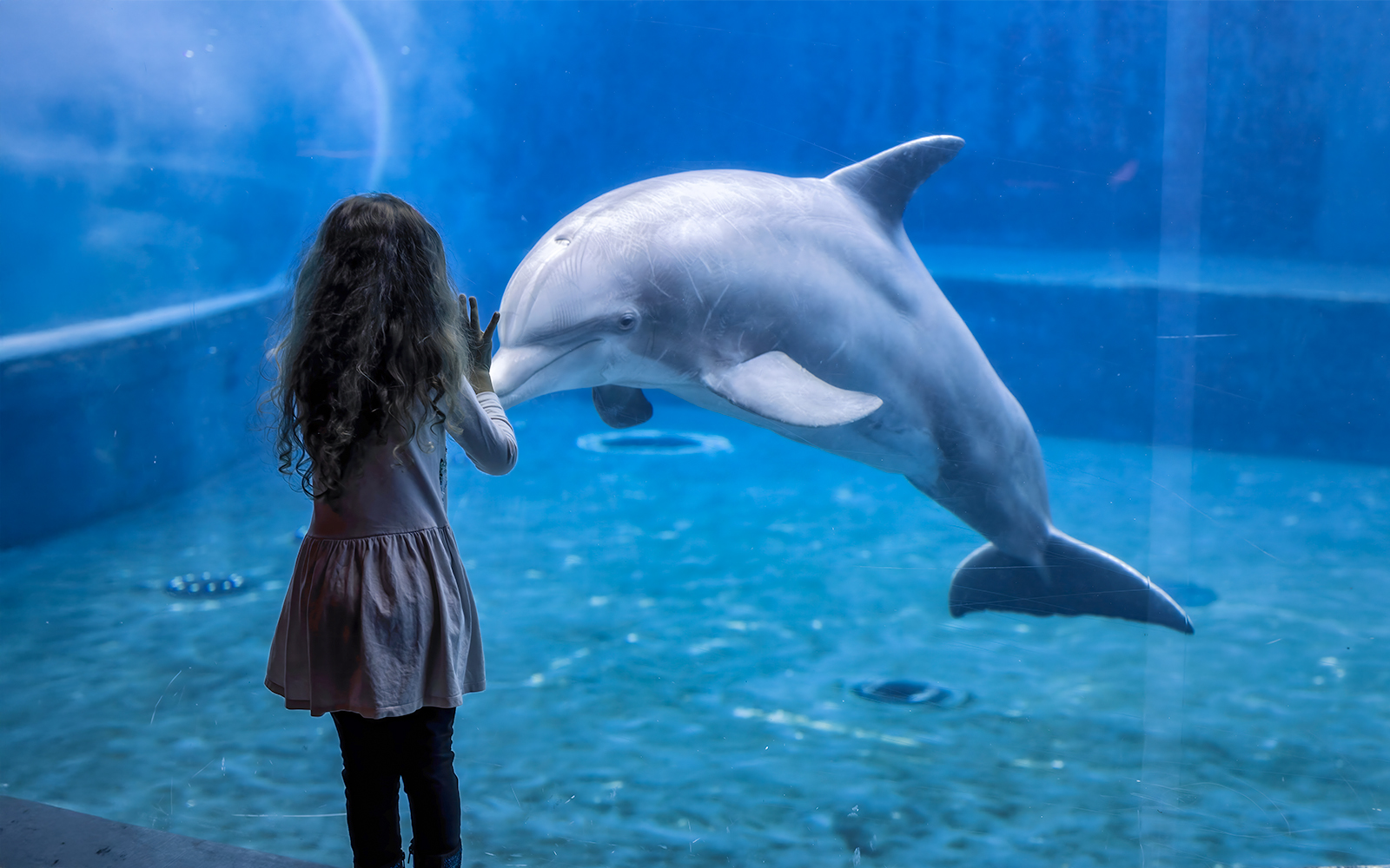 Girl observing a Common bottlenose dolphin swimming in an aquarium