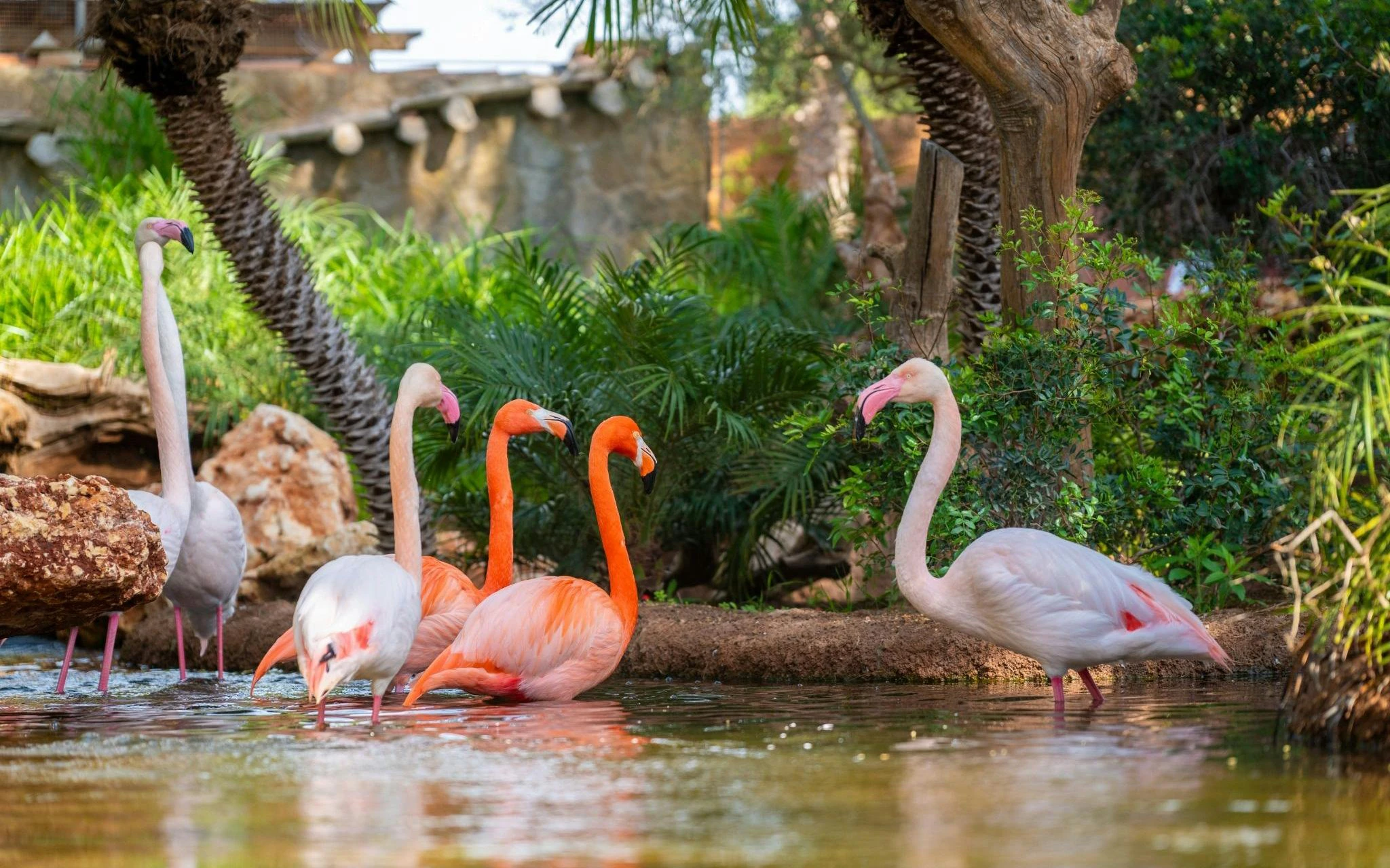 Flamingos wading in a lush pond during a Safari Mallorca tour.