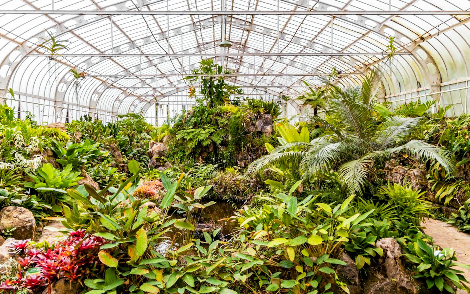 Greenhouse filled with tropical plants at Jardim Botânico, São Paulo.