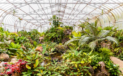 Greenhouse filled with tropical plants at Jardim Botânico, São Paulo.