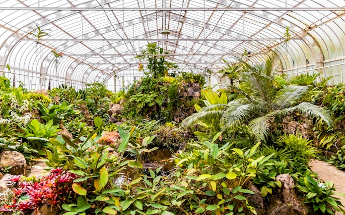 Greenhouse filled with tropical plants at Jardim Botânico, São Paulo.