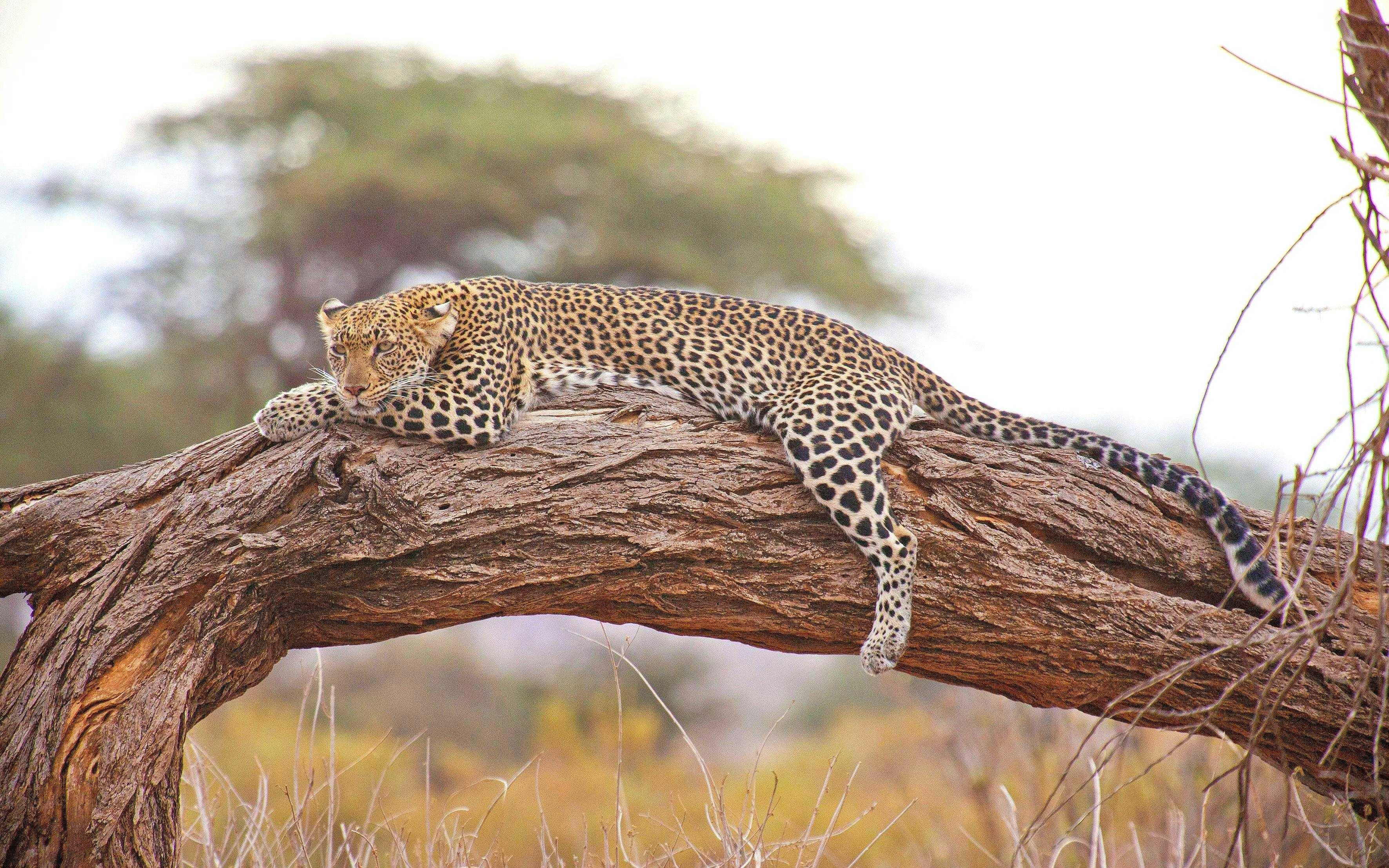 Leopard resting on a tree branch at Ol Pejeta Conservancy.
