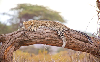 Leopard resting on a tree branch at Ol Pejeta Conservancy.