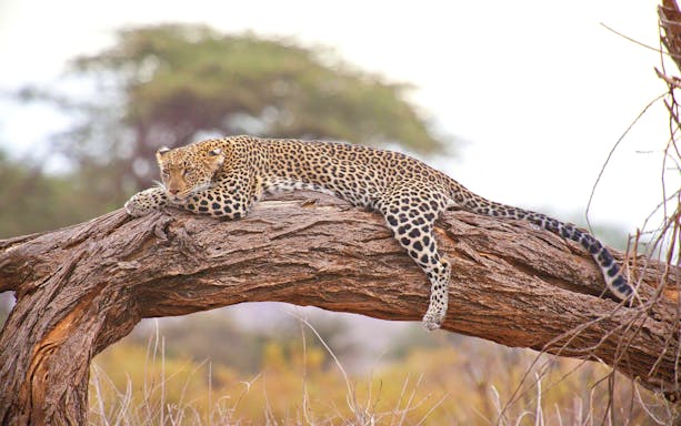 Leopard resting on a tree branch at Ol Pejeta Conservancy.