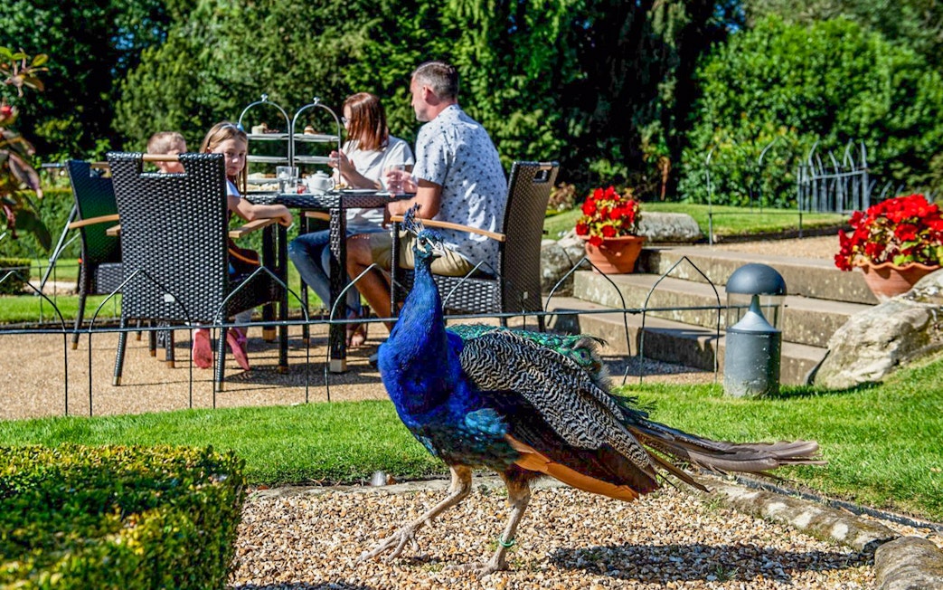 Peacock walking near visitors dining outdoors at Warwick Castle gardens.