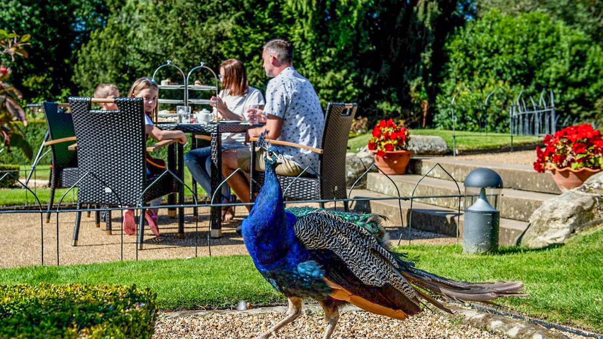 Peacock walking near visitors dining outdoors at Warwick Castle gardens.