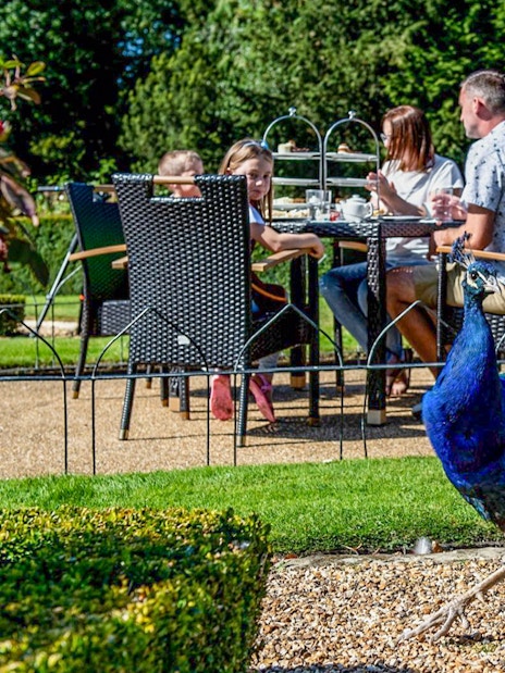 Peacock walking near visitors dining outdoors at Warwick Castle gardens.