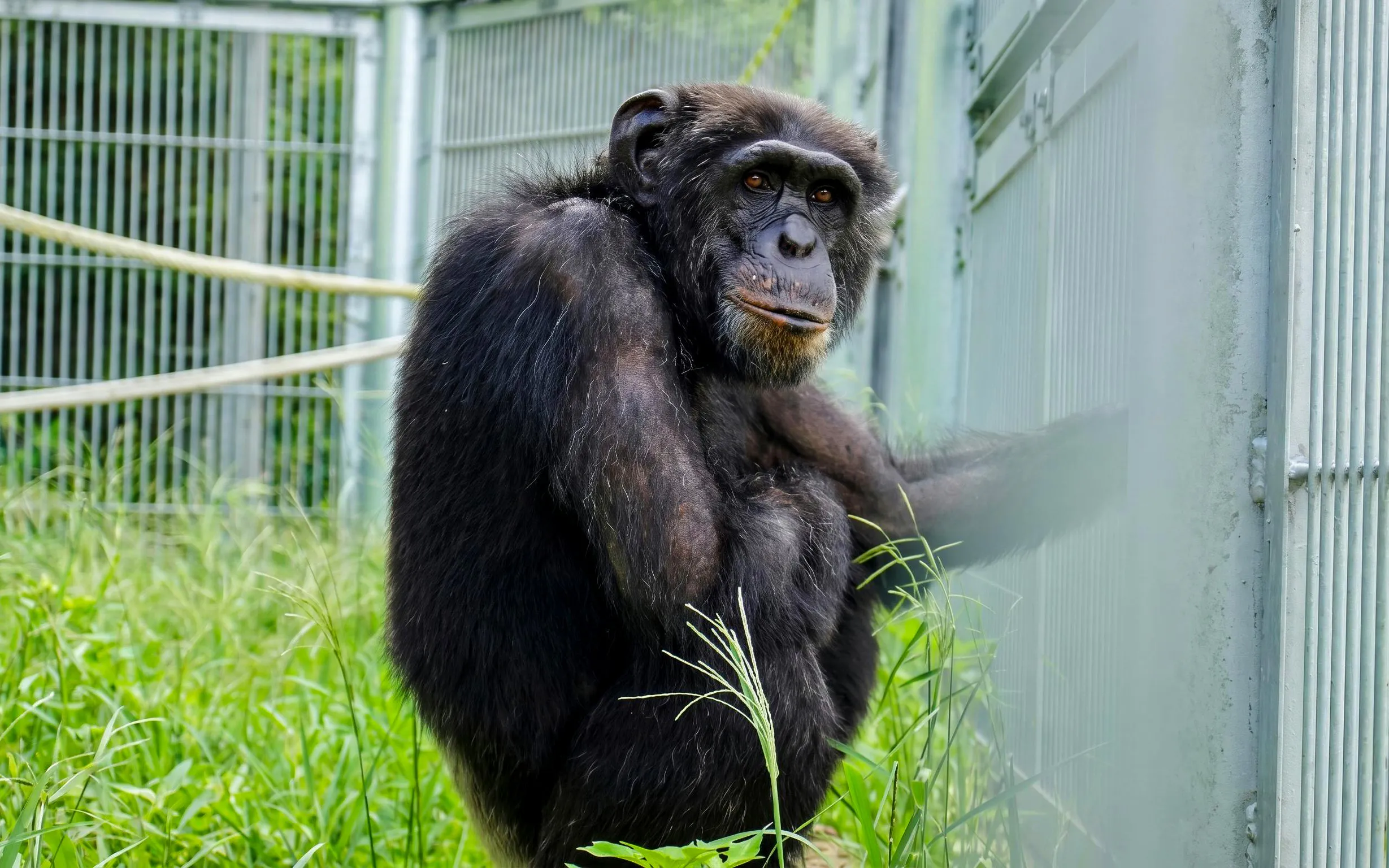 Chimpanzee sitting in enclosure at Okinawa Zoo & Museum.