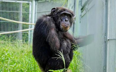 Chimpanzee sitting in enclosure at Okinawa Zoo & Museum.