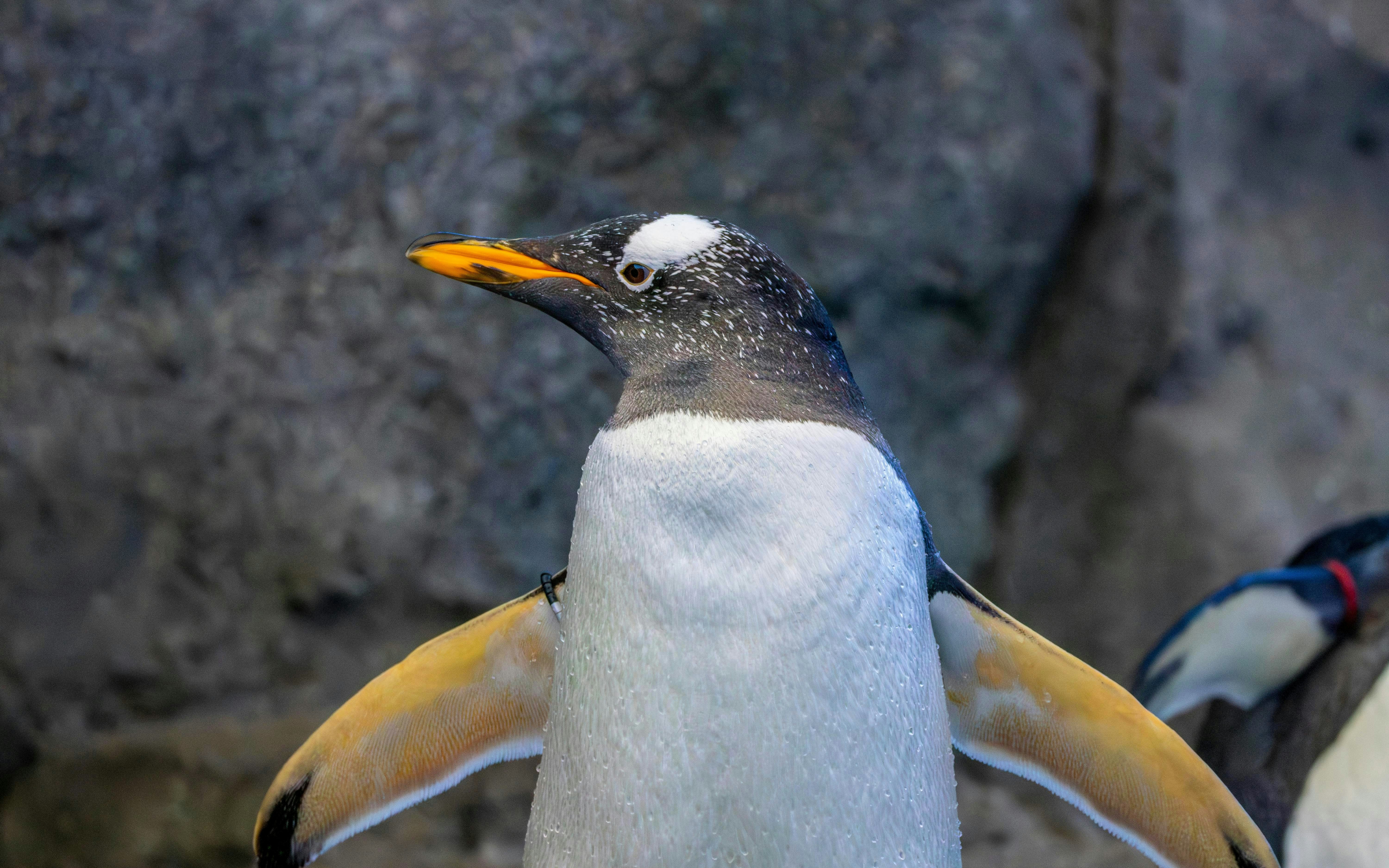 Gentoo penguin standing in an aquarium exhibit.