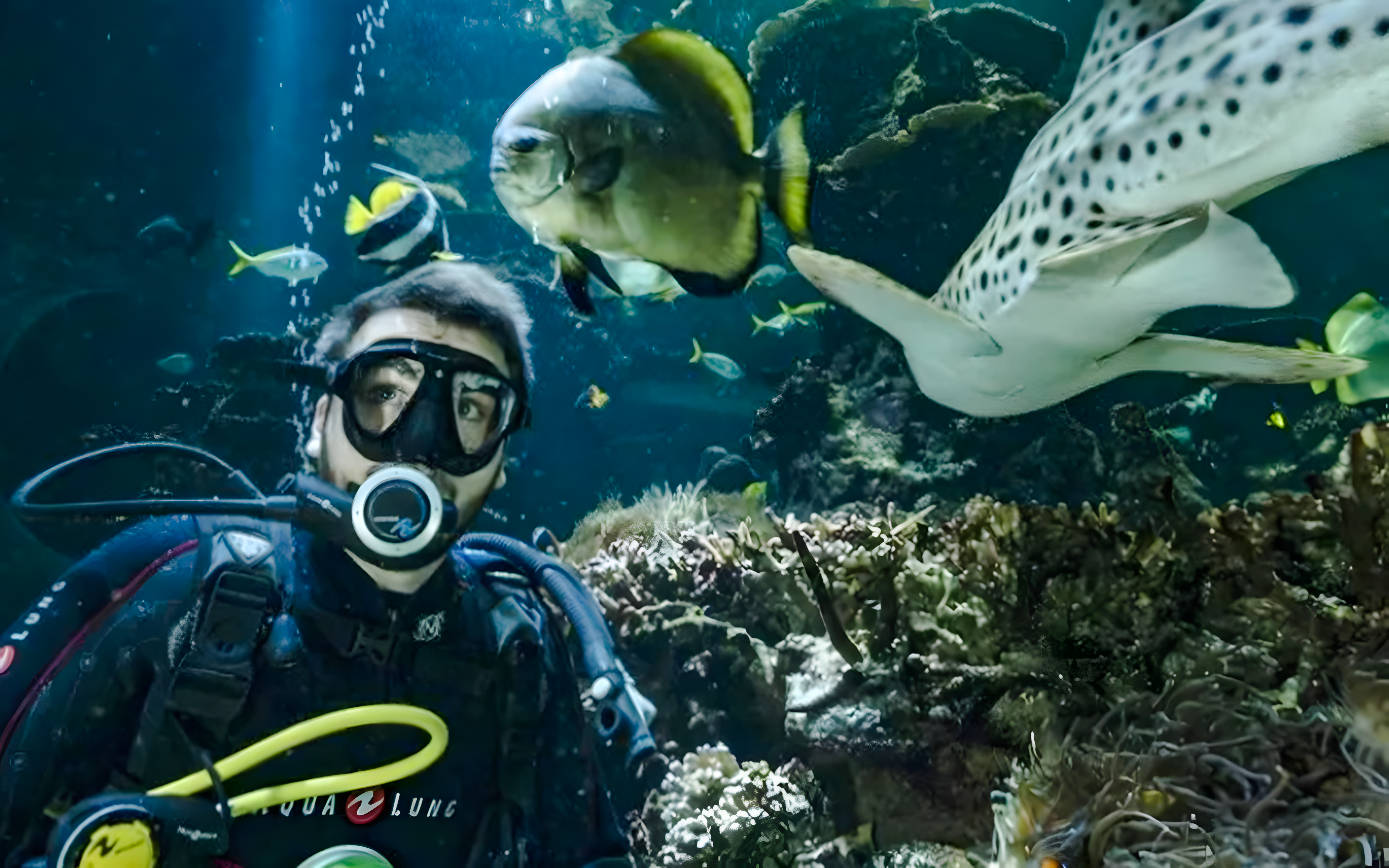 California pool divers at Nausicaá Aquarium