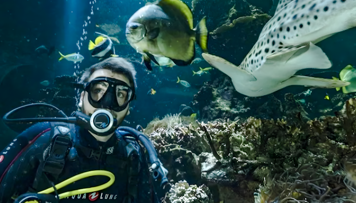 California pool divers at Nausicaá Aquarium