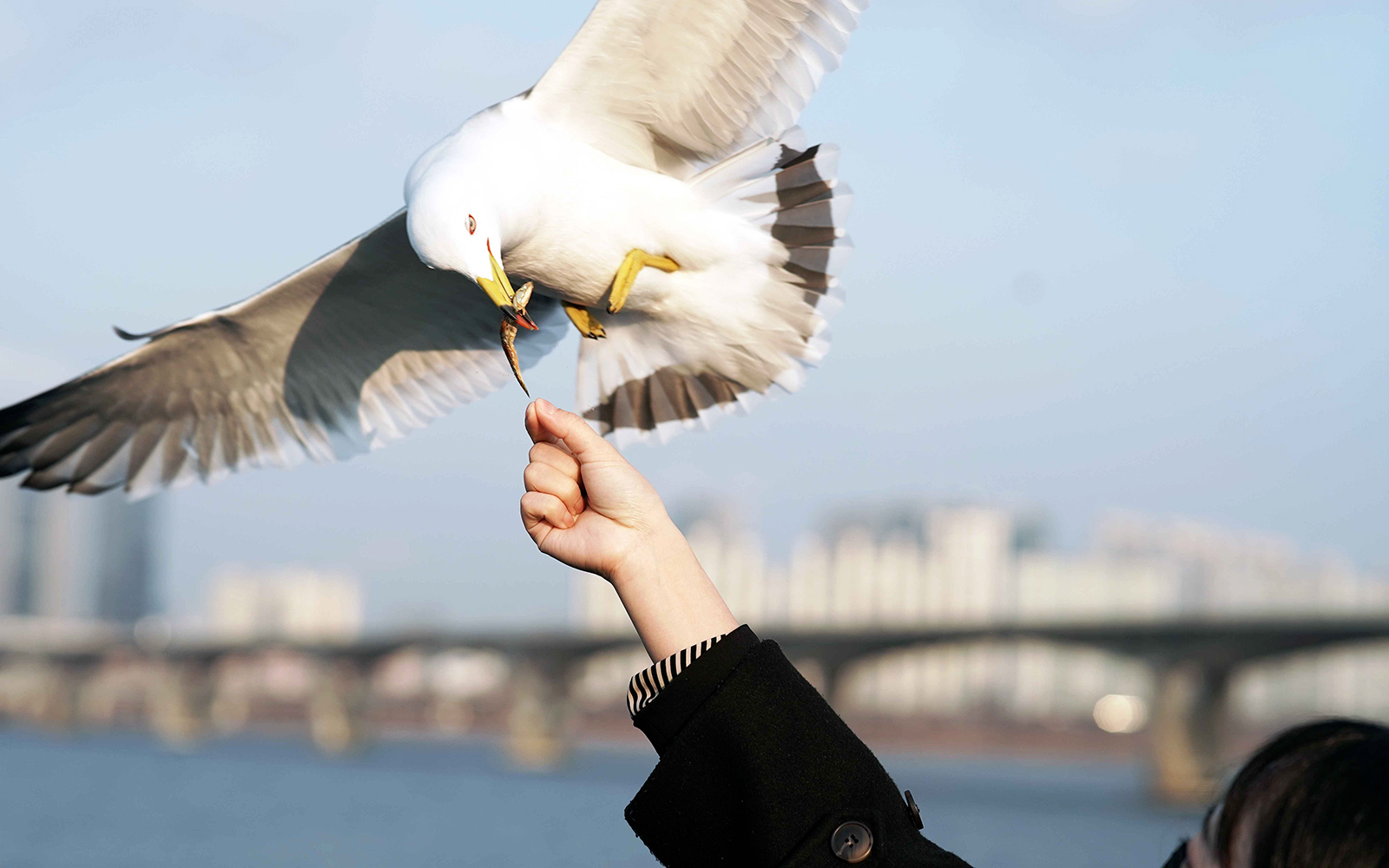 Feeding seagull during Han River sightseeing day cruise.