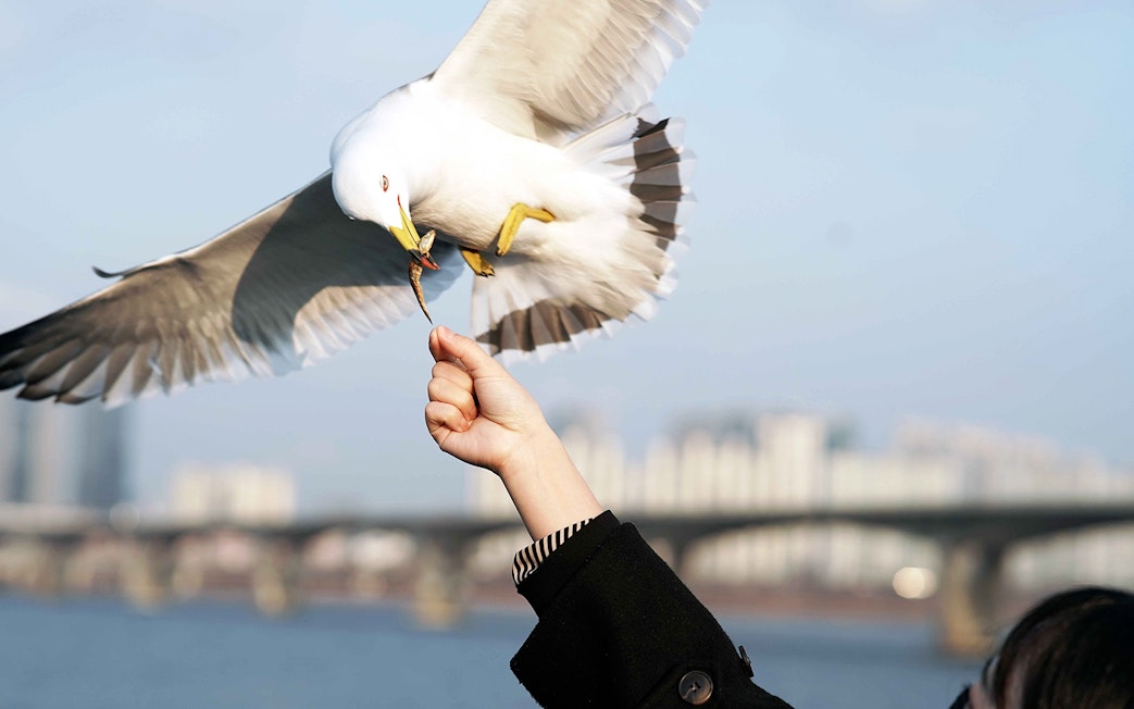 Feeding seagull during Han River sightseeing day cruise.