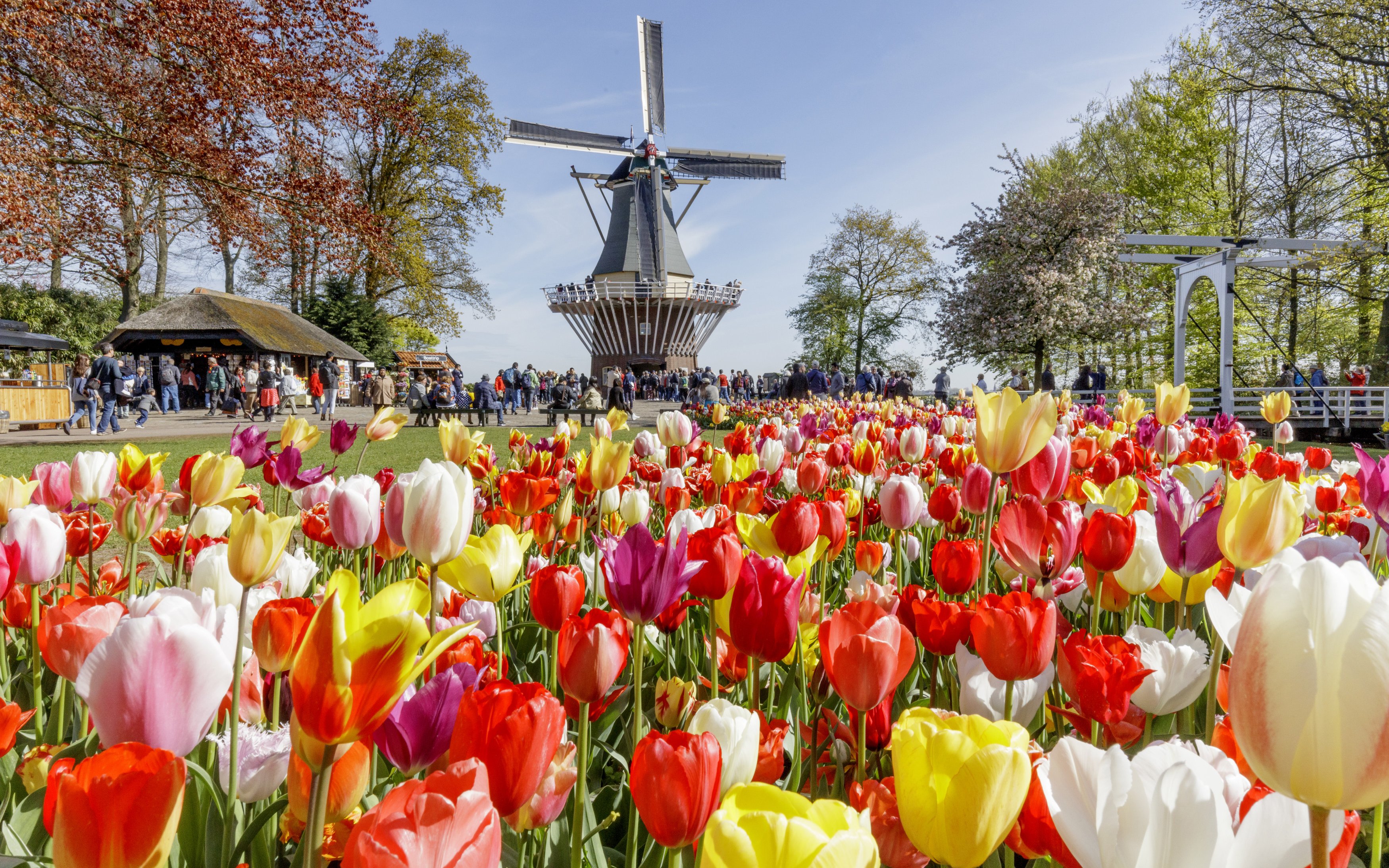 Tulip fields and windmill inside Keukenhof Gardens, Amsterdam.