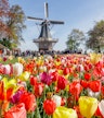 Keukenhof