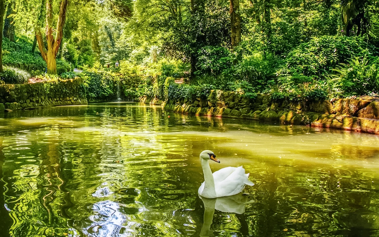 Swan gliding on a pond surrounded by lush greenery in Pena Park, Sintra.