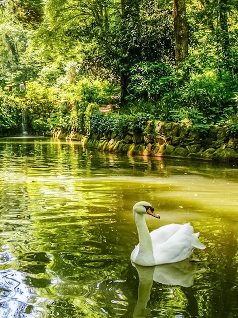 Swan gliding on a pond surrounded by lush greenery in Pena Park, Sintra.