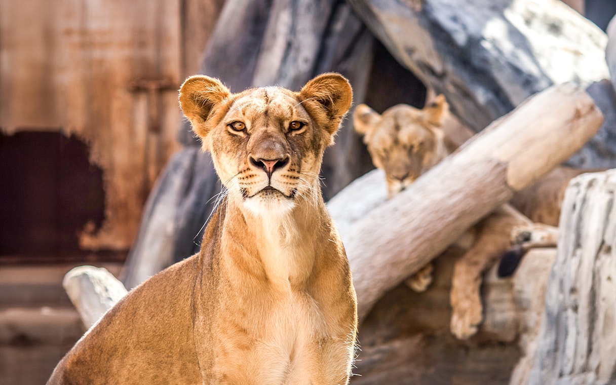Lioness resting on rocks with another lioness in the background.