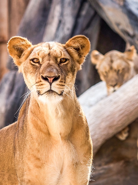Lioness resting on rocks with another lioness in the background.