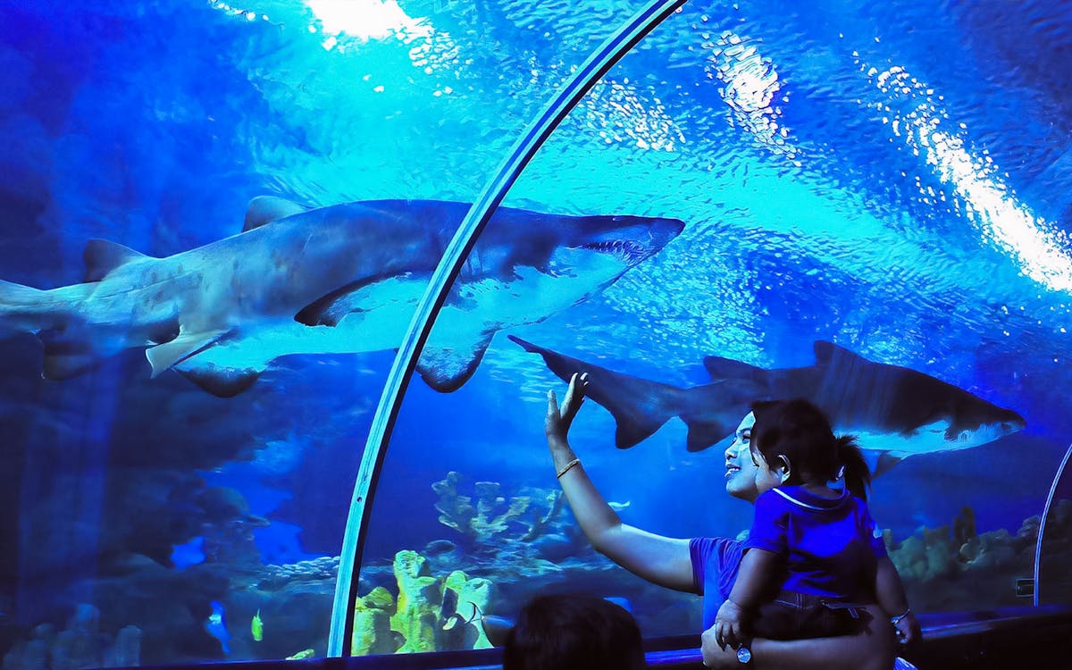 aquaria klcc skip-the-line tickets + petrosains entry tickets-8 aquaria klcc skip-the-line tickets + petrosains entry tickets-8