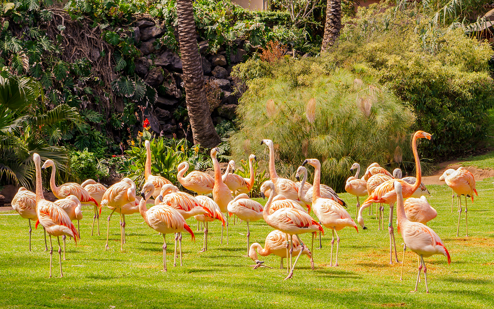 Flamingos standing on grass at a zoo, surrounded by lush greenery.