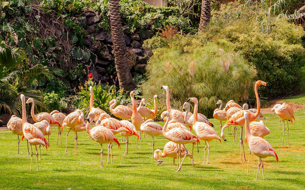 Flamingos standing on grass at a zoo, surrounded by lush greenery.