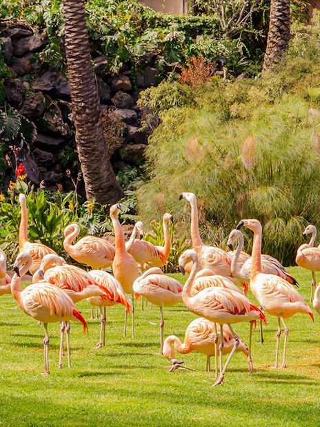 Flamingos standing on grass at a zoo, surrounded by lush greenery.