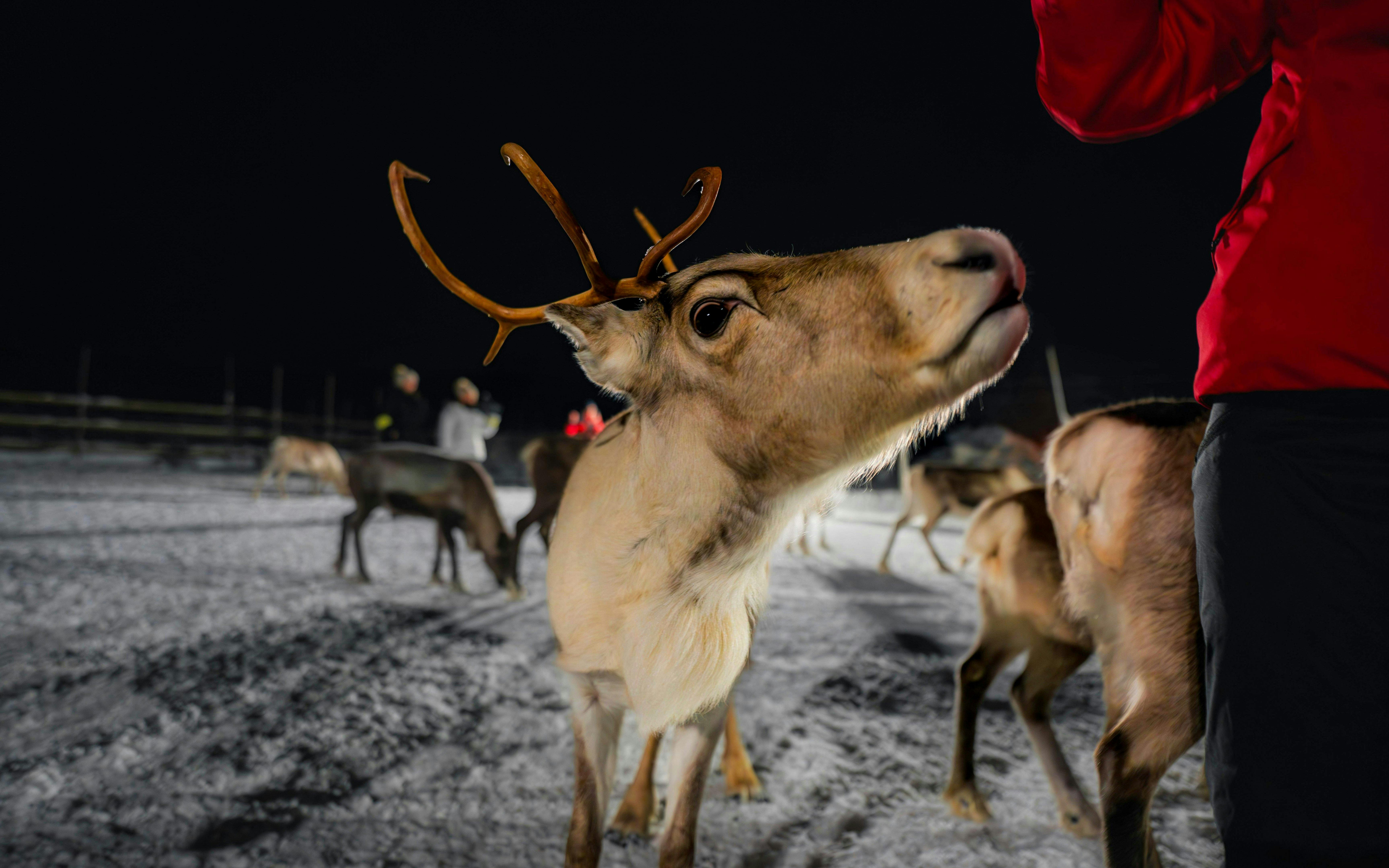 Reindeer being fed by a person in Tromso at night.