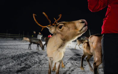 Reindeer being fed by a person in Tromso at night.