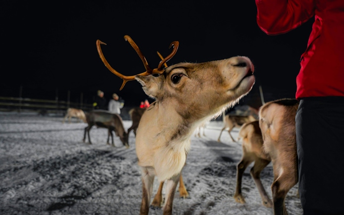 Reindeer being fed by a person in Tromso at night.