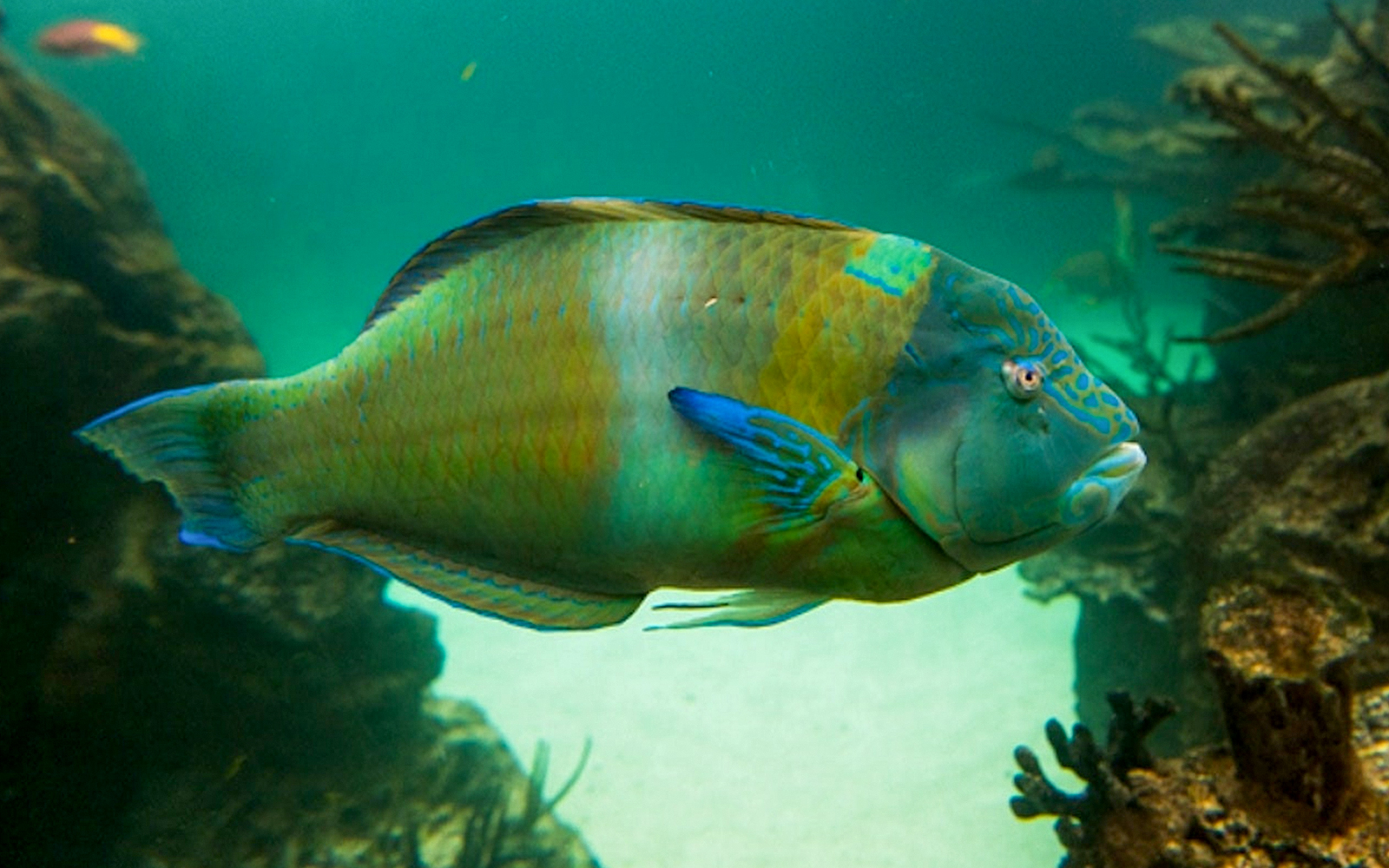 Colorful fish swimming in New York Aquarium exhibit.