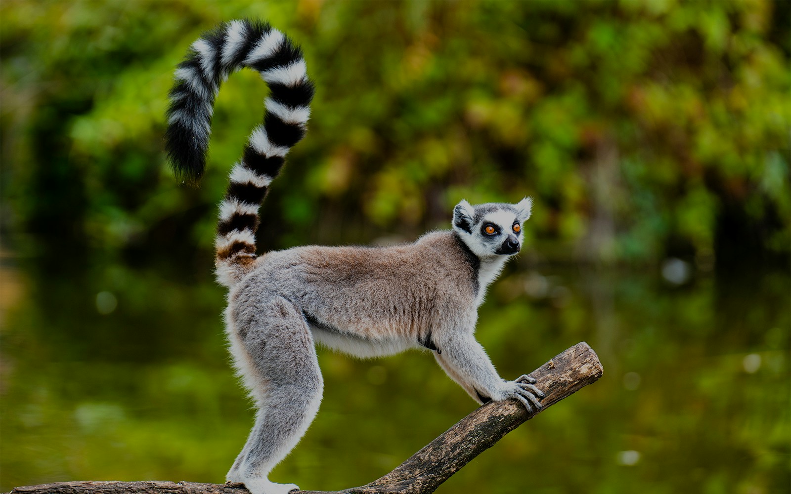 Ring-tailed lemur on a branch at Mandai Wildlife Reserves.