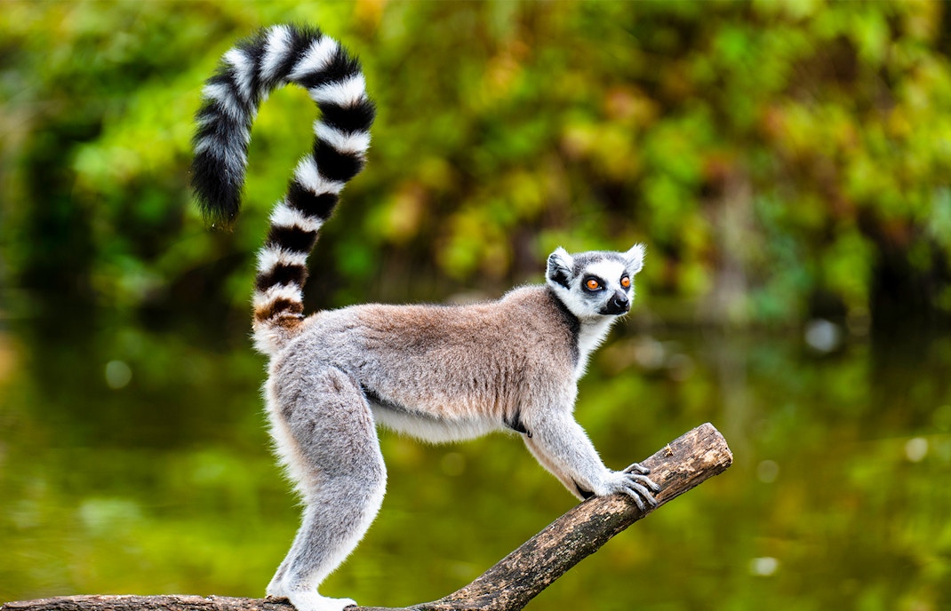Singapore Zoo - Primate Kingdom