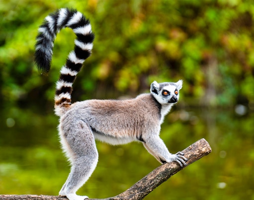 Bioparco Tickets Lemur
