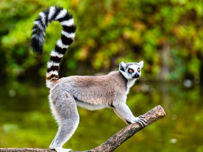 lemur