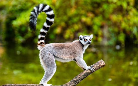 Ring Tailed lemur