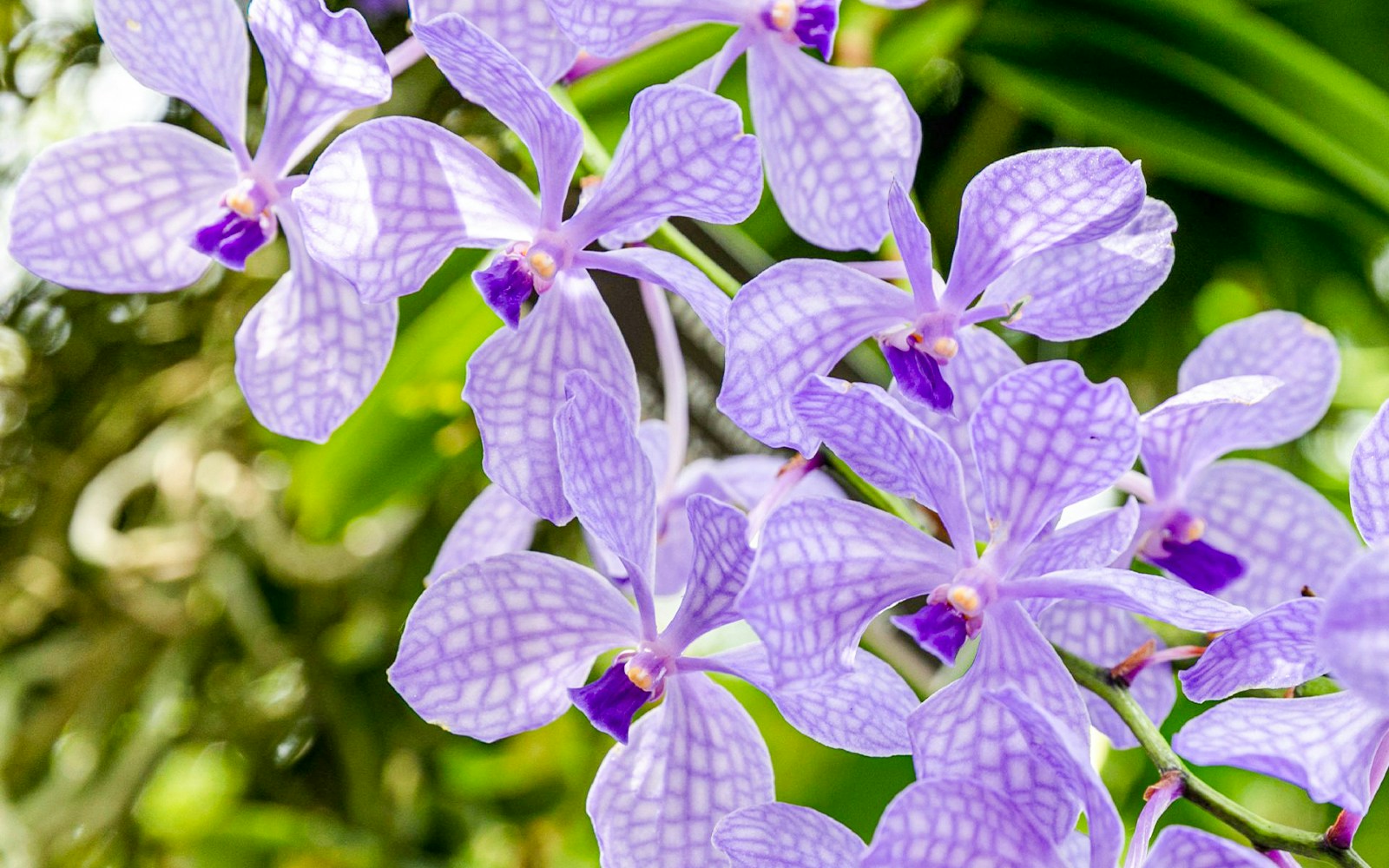 Lavender checked petal orchids in New York Botanical Gardens, Queens.