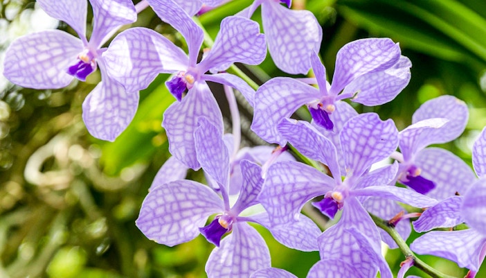 Lavender checked petal orchids in New York Botanical Gardens, Queens.