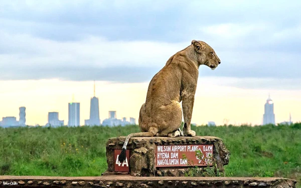 Sunrise Half-Day Nairobi National Park Game Drive Safari with Hotel Transfers