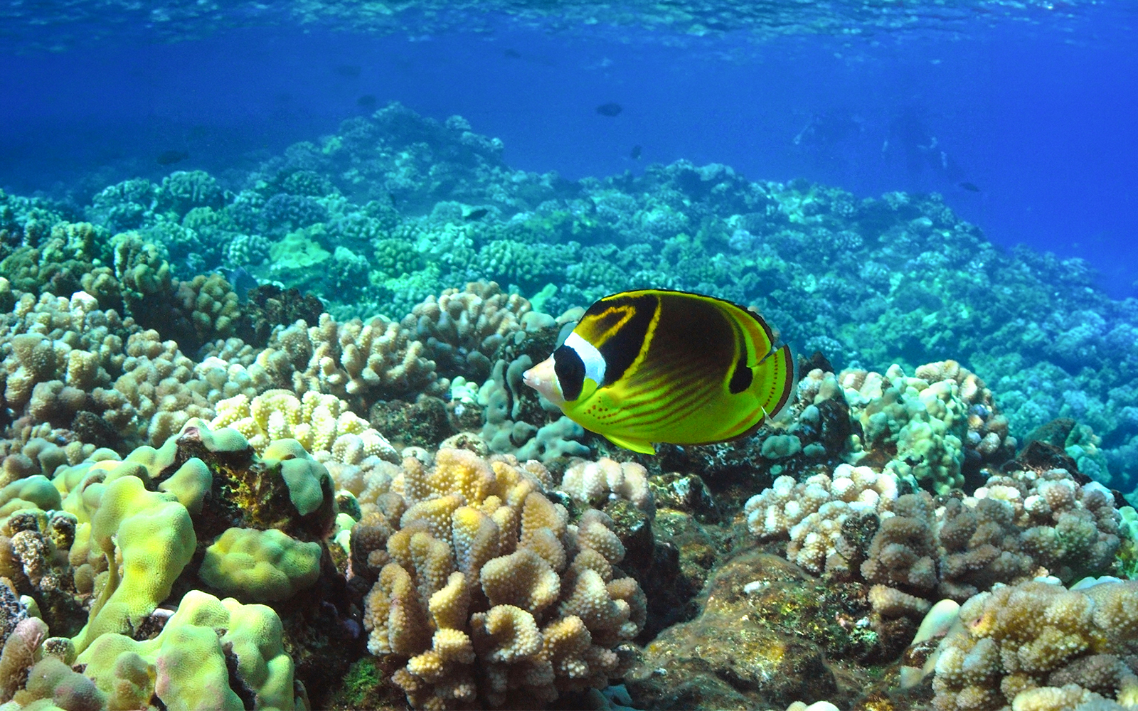 Colorful fish swimming over coral reef during Molokini & Turtle Arches Snorkel tour, Maui, Hawaii.