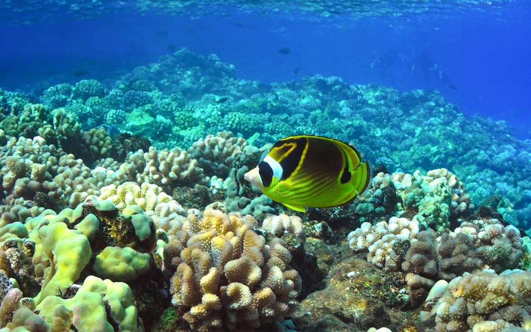 Colorful fish swimming over coral reef during Molokini & Turtle Arches Snorkel tour, Maui, Hawaii.