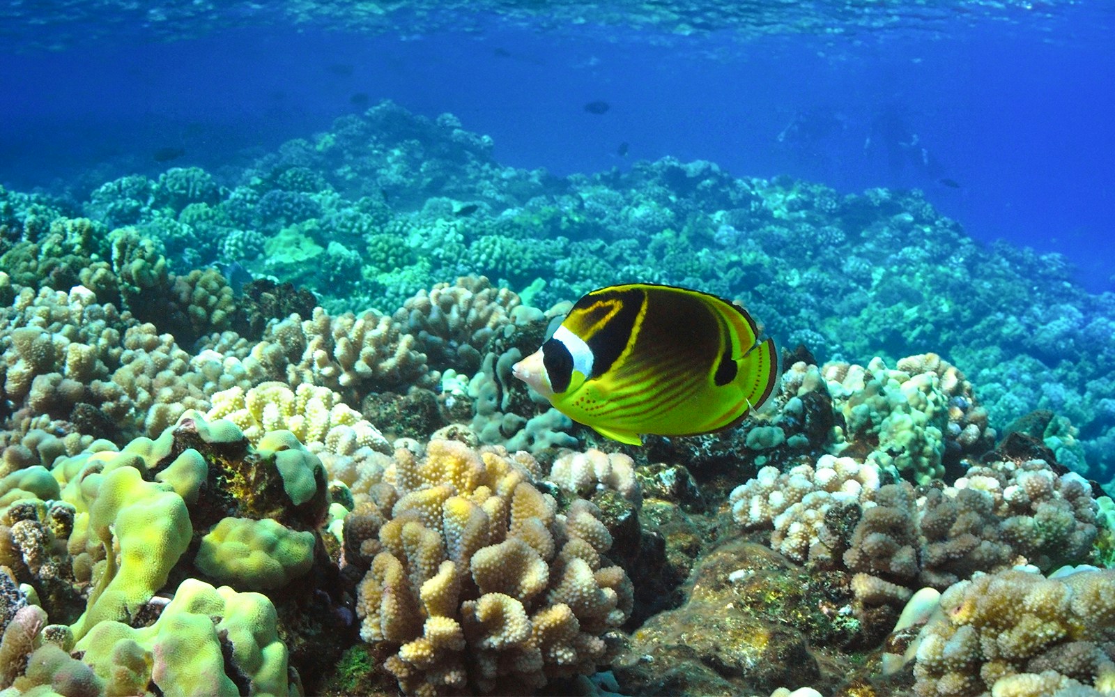 Colorful fish swimming over coral reef during Molokini & Turtle Arches Snorkel tour, Maui, Hawaii.
