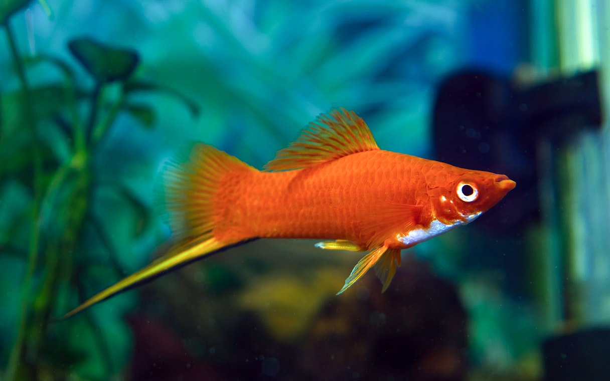 Red swordtail male swimming in a vibrant aquarium setting.