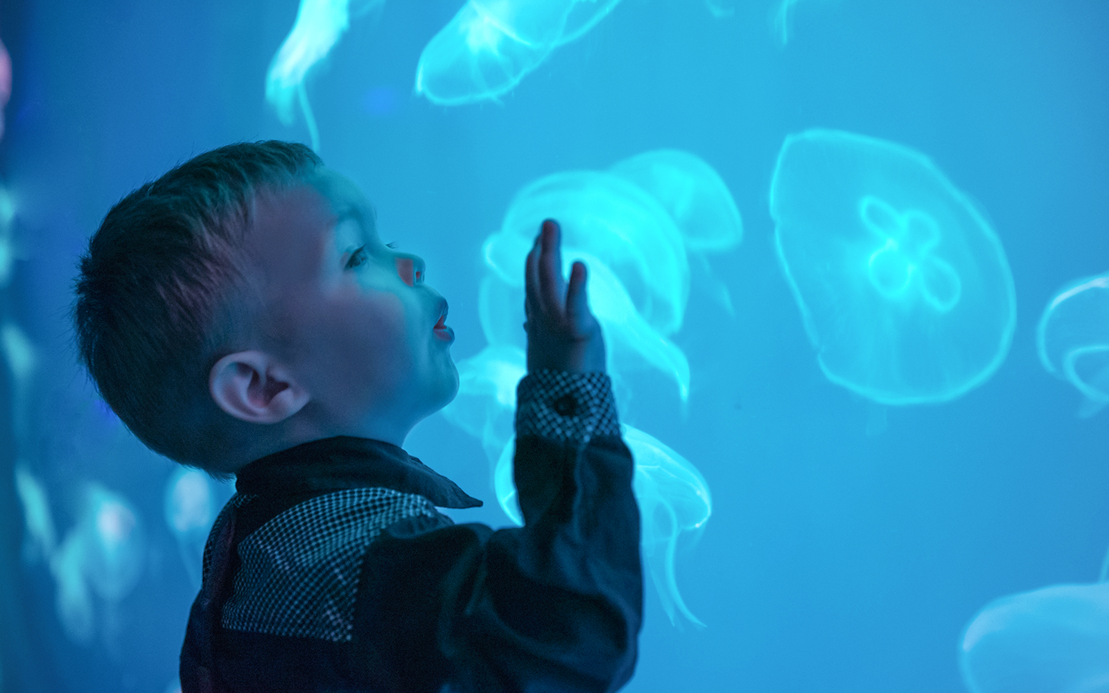 The Dance of the Jellyfish