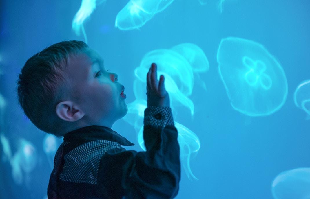 The Dance of the Jellyfish