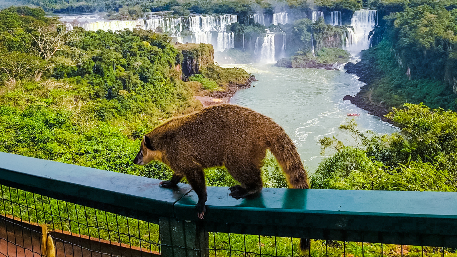 Coati walking on railing with Iguazu Falls in the background, Argentina.